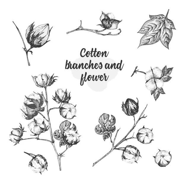 Conjunto de ramitas, flores y hojas de una planta de algodón. Ilustración botánica dibujada a mano. Estilo grabado. Ilustración en blanco y negro . — Vector de stock