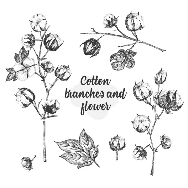 Conjunto de ramitas, flores y hojas de una planta de algodón. Ilustración botánica dibujada a mano. Estilo grabado. Ilustración en blanco y negro . — Vector de stock