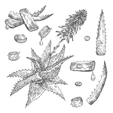 Aloe Vera 'nın el çizimleri, beyaz arka planda siyah renkli yaşam ve çiçek desenleri. Retro vintage grafik tasarımı Botanik çizim, Vektör illüstrasyonu.