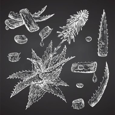 Tebeşir tahtası arka planında beyaz renkli yaşam ve çiçek desenleri çizilmiş bir Aloe vera seti. Retro vintage grafik tasarımı Botanik çizim, Vektör illüstrasyonu.