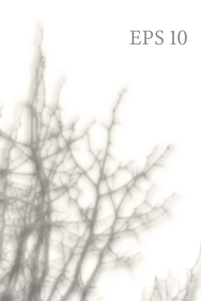 透明的自然树分枝阴影 光效叠加 网状网格 展示你的设计卡片 — 图库矢量图片