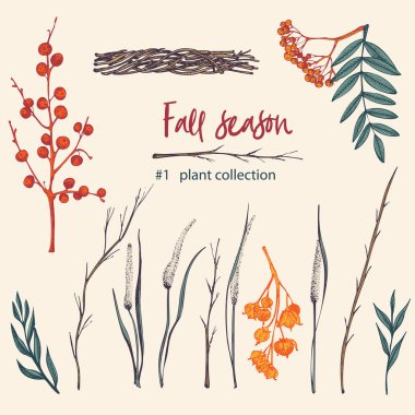 Sonbahar bitkisinin dalları, böğürtlenleri ve yaprakları. El çizimi, botanik çizimi. İşleme stili. Saf organik ekolojik bitkiler. Düz renk izole vektör.
