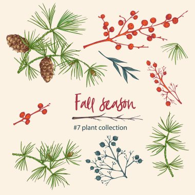 Sonbahar bitkisinin dalları, böğürtlenleri ve yaprakları. El çizimi, botanik çizimi. İşleme stili. Saf organik ekolojik bitkiler. Düz renk izole vektör.