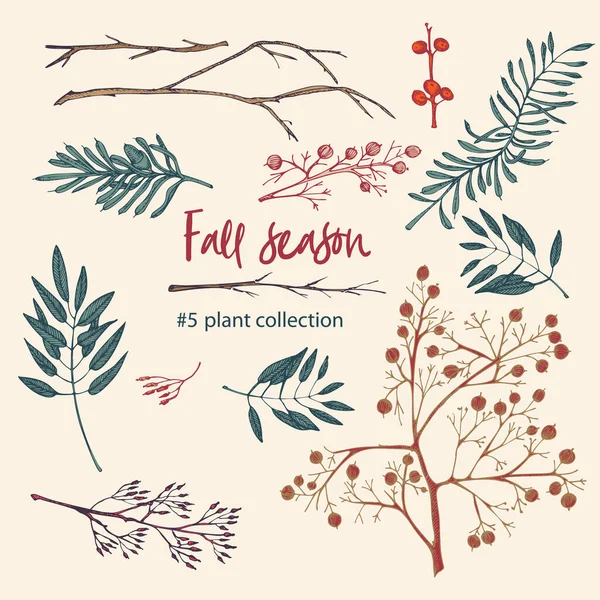 Set van twijgen, bessen en bladeren van de herfstplant. Handgetekende vintage schets botanische illustratie. Graveerstijl. Pure biologische eco kruiden Vlakke kleur geïsoleerde vector — Stockvector