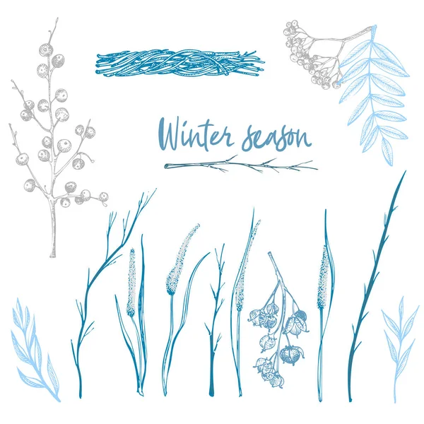 Dal, böğürtlen ve bitki yaprakları beyaz arka planda izole edilmiş. Kış Noel temalı el çizimi klasik botanik çizimi. İşleme stili. Düz renk vektörü — Stok Vektör