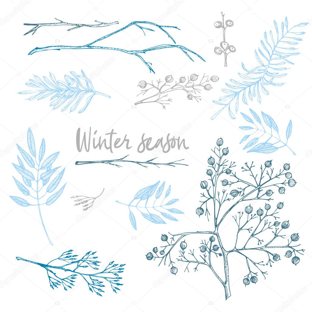 Set of twigs, berries, and leaves of plant isolated on white background. Winter christmas theme Hand-drawn vintage sketch botanical illustration. Engraving style. Flat color vector