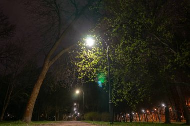 Fenerler ışığında sokakta yürüyüşler için gece aydınlatma yolu. Dekoratif Küçük Bahçe Işık, Çiçek Yatakta Fenerler. Bahçe Tasarımı. koyu arka plan