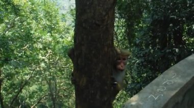 maymun yakın ve ağaç üzerinde clamber