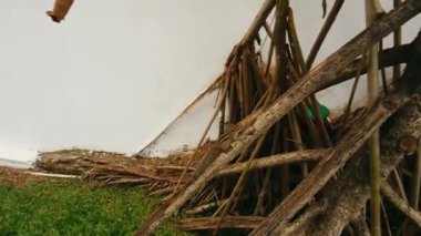 Sincap doğal ortamlarında