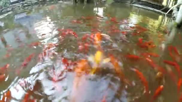 Bir Bahçenin Suyunda Zarif Yüzen Bir Havuzda Altın Balıklar Koyu — Stok video