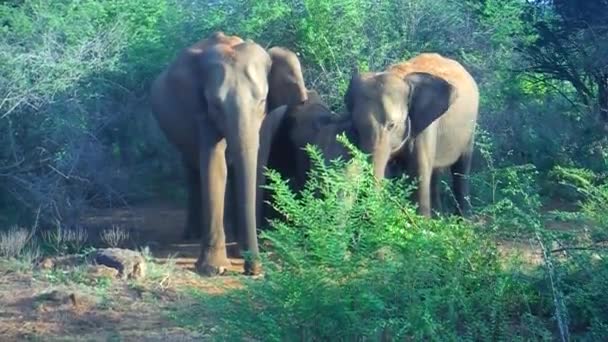 Grupo de elefantes asiáticos en estado salvaje en el parque nacional Udawalawa, Sri Lanka — Vídeo de stock
