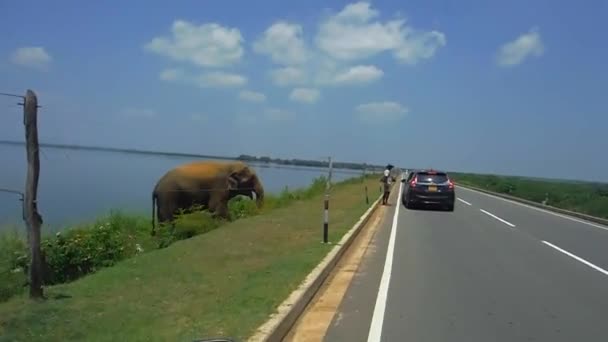 Olifant langs de weg — Stockvideo