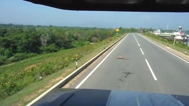 Ještěrka z monitoru se plazí po silnici — Stock video