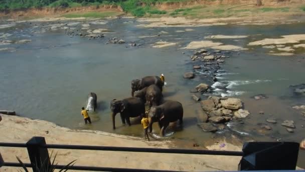 Sri Lanka Pinnawala Fil Yetimhanesi'nde banyo zamanı. — Stok video
