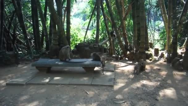 Macaco mãe e muitos bebês macaco — Vídeo de Stock