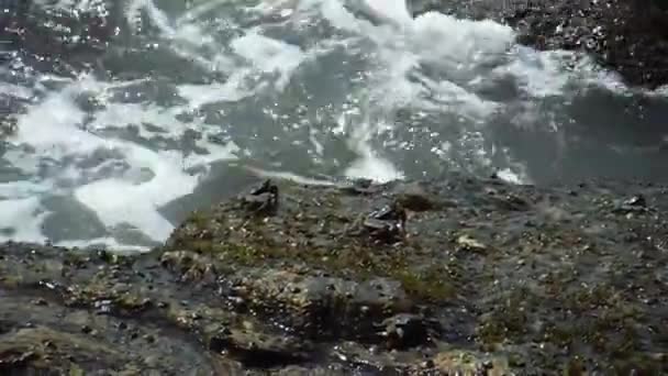 Petit crabe rampant sur le rivage de pierre 