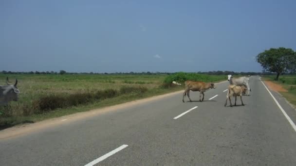 Cows standing on the mountain asphalt road, Vietnam road over Dalat area