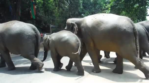 Un gran grupo de elefantes cruza la calle. Sri Lanka — Vídeos de Stock