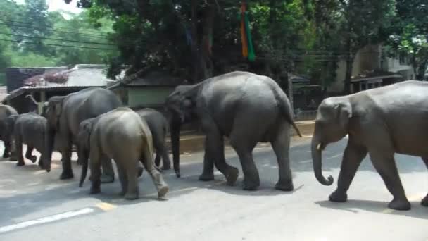큰 무리의 코끼리들이 길을 건너고 있다. 스리랑카 — 비디오