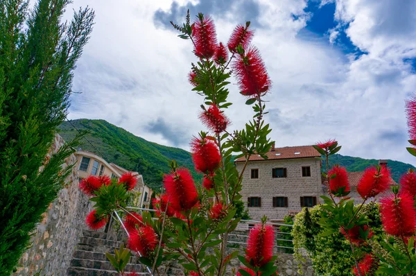 Krásná středomořská krajina - město Tivat, Kotorský záliv Boka Kotorska, Černá Hora. — Stock fotografie