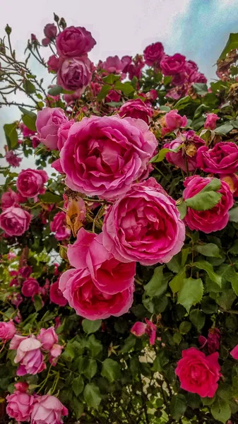 Skönheten i blommorna. vackra blommor — Stockfoto