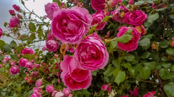 La bellezza dei fiori. bellissimi fiori — Foto Stock