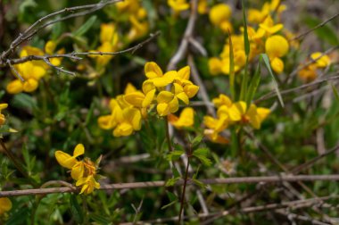 Çiçeklerin güzelliği. güzel çiçekler