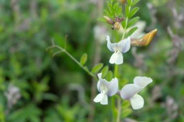 Çiçeklerin güzelliği. güzel çiçekler