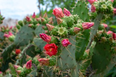 Çiçeklerin güzelliği. güzel çiçekler