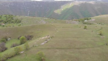 Gün batımında koyun sürüsü. Dağlarda bir çayırda sheeps. Güzel doğal manzara