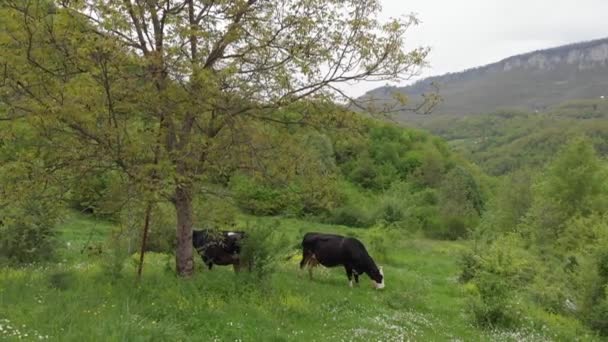 カメラを見て美しい山の景色を眺めながら 緑の野原に立って放牧している黒と白の牛 かわいい動物 草を食べる牛乳牛 — ストック動画