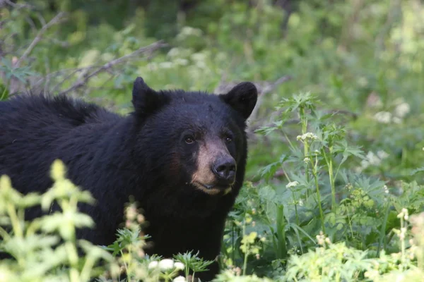 Grand Teton milli parkta ayı 