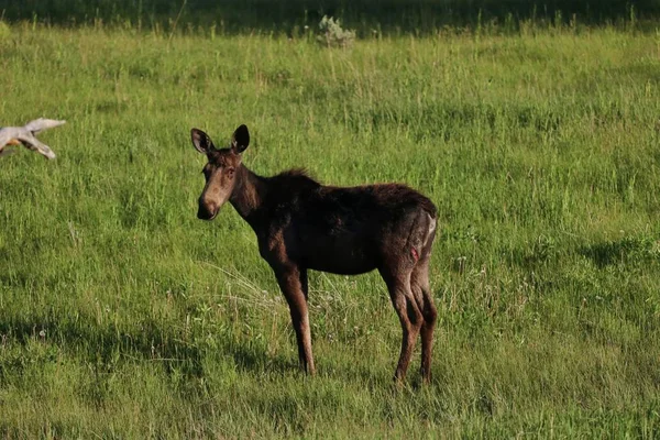 Alce Parque Nacional Grand Teton — Fotografia de Stock