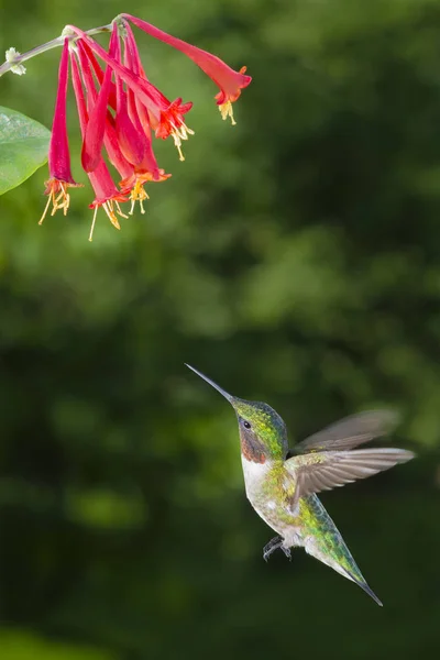 Colibrì Maschio Dalla Gola Rubino — Foto Stock