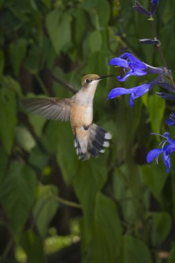 Juvenil Ruby - boğazlı siyah ve mavi Ada çayı besleme sinek kuşu