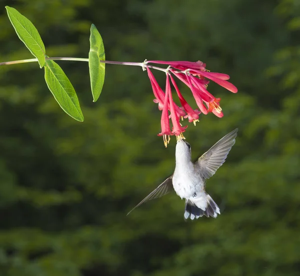 Colibrì Dalla Gola Rubino Femminile — Foto Stock