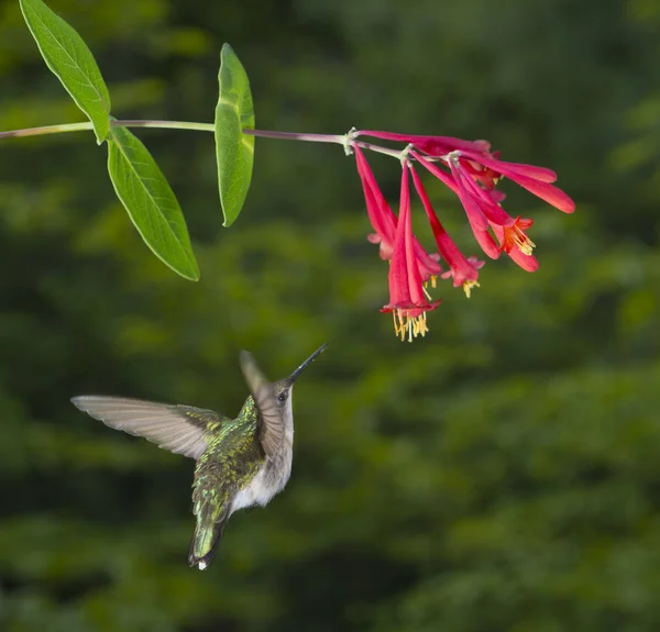 Colibrì Dalla Gola Rubino Femminile — Foto Stock