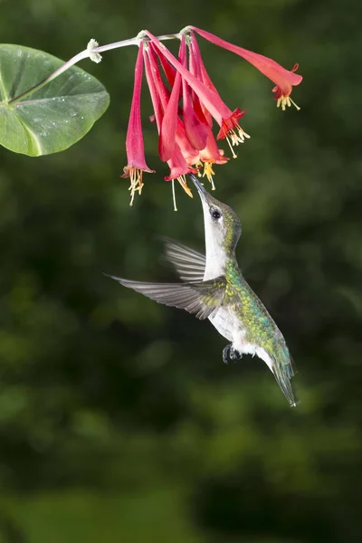 Kobieta Ruby Throated Hummingbird — Zdjęcie stockowe