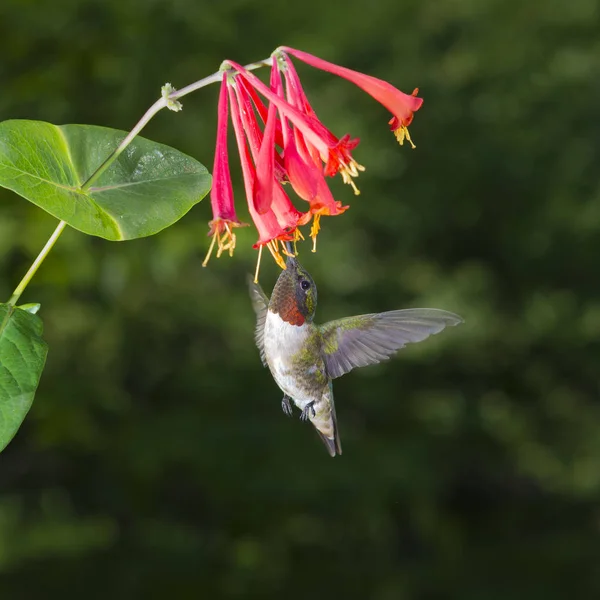 Colibrì Maschio Dalla Gola Rubino — Foto Stock