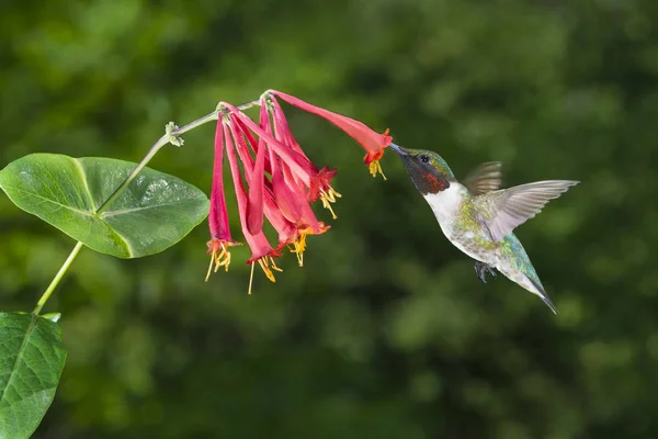 Colibrì Maschio Dalla Gola Rubino — Foto Stock