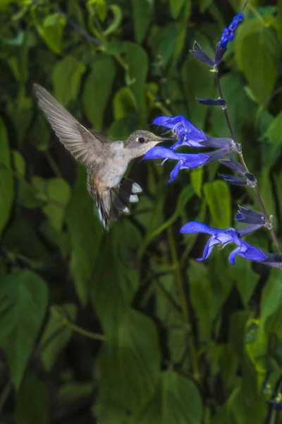 Rubi Juvenil Garganta Hummingbird Alimentação Black Blue Salvia — Fotografia de Stock