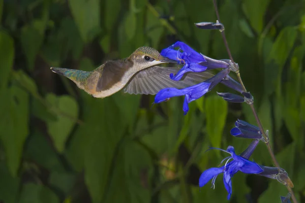 Giovane Ruby Gola Hummingbird Alimentazione Black Blue Salvia — Foto Stock