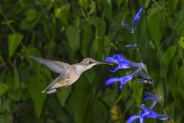 Juvenil Ruby Vitstrupig Hummingbird Utfodring Svart Blå Salvia — Stockfoto