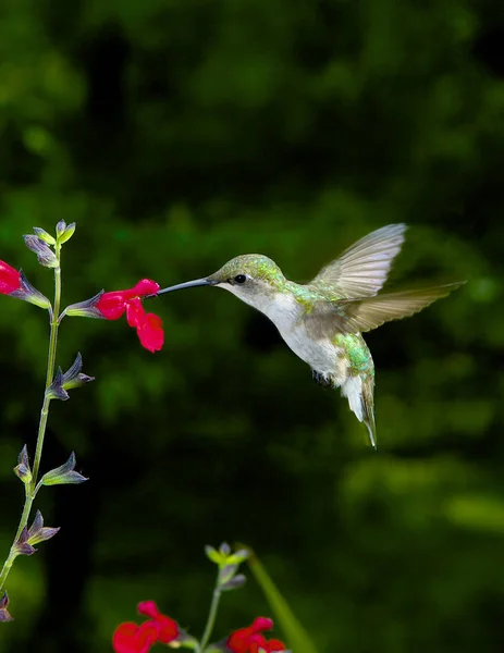 Colibrì Dalla Gola Rubino Femmina Che Nutre Salvia Rossa — Foto Stock