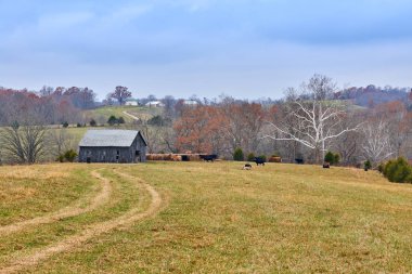 İnek ahırı bir alana