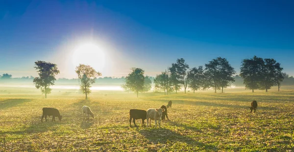 Vacas en un campo de maíz — Foto de Stock