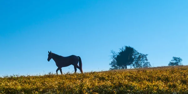 Silueta de caballo contra el cielo — Foto de Stock