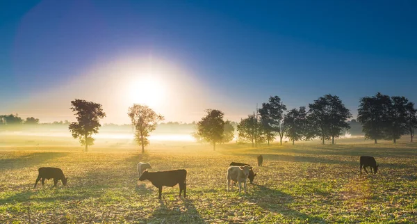 Vacas en un campo de maíz — Foto de Stock