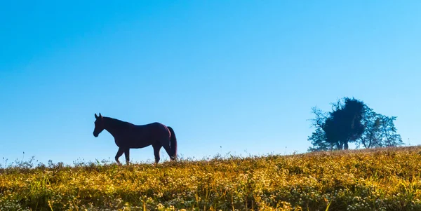 Силуэт лошади против неба — стоковое фото