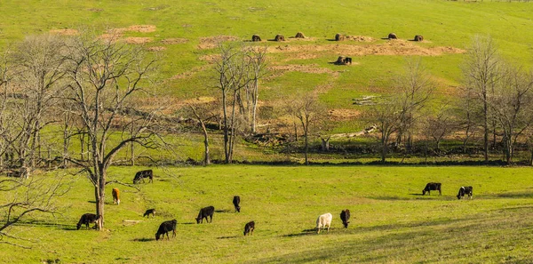 Vacas pastando —  Fotos de Stock